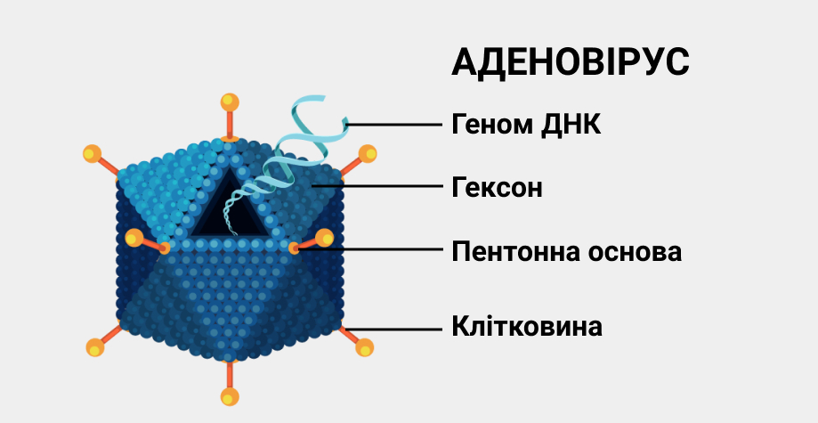 Аденовірус